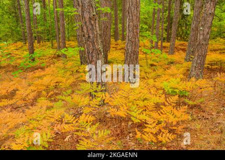 Forêt de pins rouges avec fougères saumâtres à la fin de l'été dans le sous-étage, Grand Sudbury, Ontario, Canada Banque D'Images