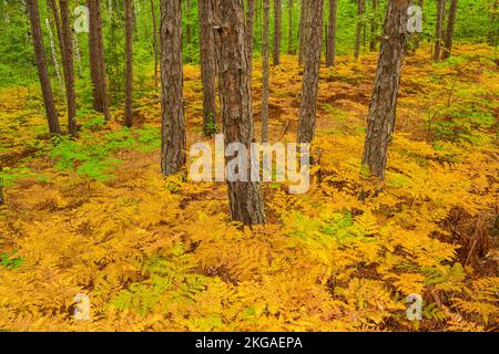 Forêt de pins rouges avec fougères saumâtres à la fin de l'été dans le sous-étage, Grand Sudbury, Ontario, Canada Banque D'Images