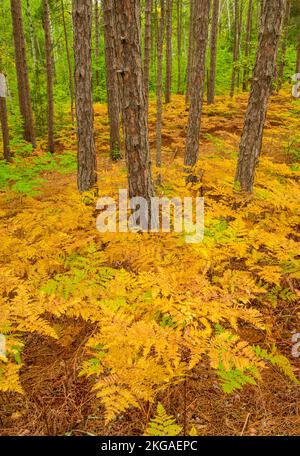 Forêt de pins rouges avec fougères saumâtres à la fin de l'été dans le sous-étage, Grand Sudbury, Ontario, Canada Banque D'Images