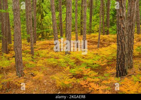 Forêt de pins rouges avec fougères saumâtres à la fin de l'été dans le sous-étage, Grand Sudbury, Ontario, Canada Banque D'Images