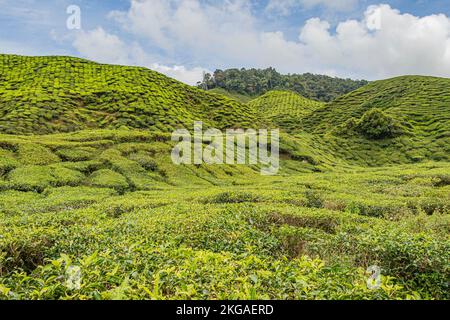 Voir la plantation de thé avec une parcelle de thé buissons sur une pente vallonnée dans Cameron Highlands, en Malaisie. Banque D'Images