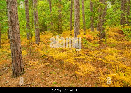 Forêt de pins rouges avec fougères saumâtres à la fin de l'été dans le sous-étage, Grand Sudbury, Ontario, Canada Banque D'Images