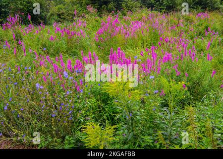 Fleurs sauvages indigènes et loosestrife pourpre envahissante à la fin de l'été, Green Bay, Île Manitoulin, Ontario, Canada Banque D'Images