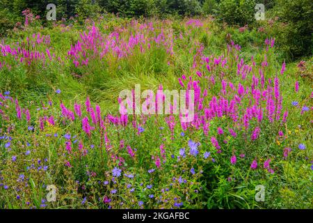 Fleurs sauvages indigènes et loosestrife pourpre envahissante à la fin de l'été, Green Bay, Île Manitoulin, Ontario, Canada Banque D'Images