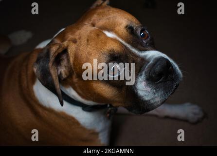 Chien boxer masculin en position allongée Banque D'Images