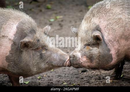 Un cochon vietnamien de pot-bellied adulte embrassant sur un sol boueux Banque D'Images