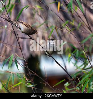 Bruant de maison (Passer domesticus), homme et femme, paire assise sur branche, Rhénanie-du-Nord-Westphalie, Allemagne, Europe Banque D'Images