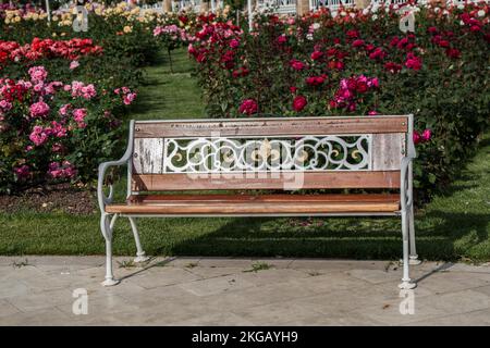 Banc en bois trouvés au milieu de rose garden Banque D'Images