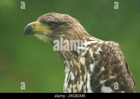 Gyrfalcon (Falco rusticolus), portrait, tête, captif Banque D'Images