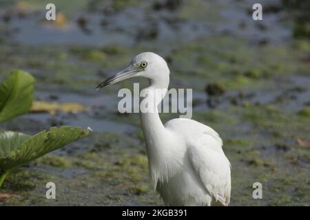 Grand héron juvénile (Egretta caerulea) dans la forêt nationale d'Ocala, Floride, États-Unis, Amérique du Nord Banque D'Images