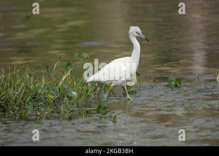 Grand héron juvénile (Egretta caerulea) dans la forêt nationale d'Ocala, Floride, États-Unis, Amérique du Nord Banque D'Images