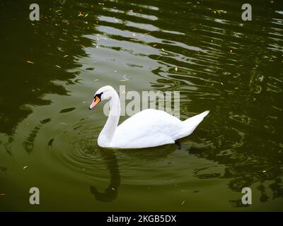 Un magnifique cygne blanc seul sur un étang avec des feuilles mortes Banque D'Images