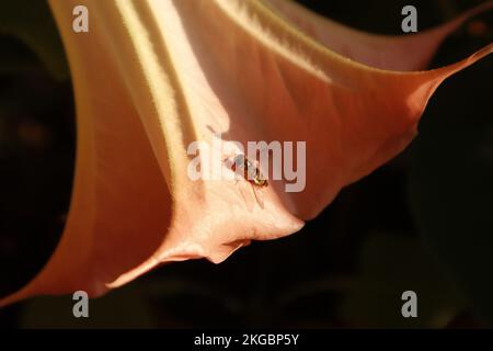 Gros plan d'Episyrphus balteatus reposant sur une Brugmansia ou la trompette d'Angel dans la lumière du matin d'automne Banque D'Images