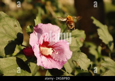 Gros plan de bourdon volant après avoir polliné une fleur de Hibiscus Syriacus Banque D'Images