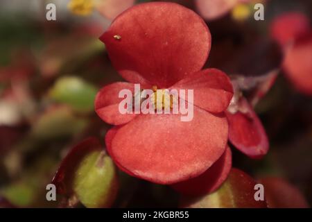 Gros plan d'un petit escargot doux sur un pétale de fleur de begonia rouge Banque D'Images