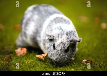 Gros plan d'un petit cobaye mignon à fourrure noire et blanche dans un parc en plein jour Banque D'Images