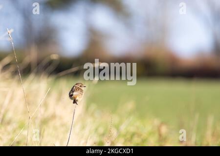 La femelle Stonechat [ Saxicola rubicola ] sur la tige de l'herbe en regardant à travers le champ Banque D'Images