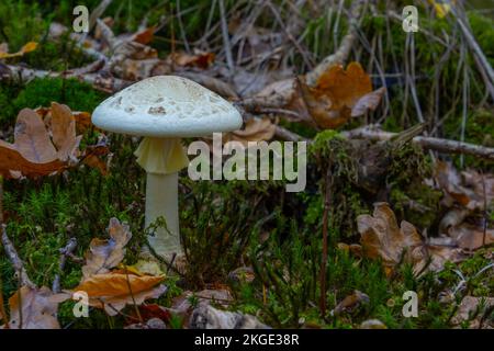 Gros plan d'un champignon de la calotte de la mort, également appelé amanita citrina Banque D'Images