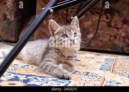 Un petit chaton se trouve sur la moquette Banque D'Images