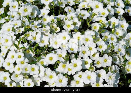 Gros plan sur le moût de sable de montagne. Arenaria Montana. Plante à fleurs blanches. Banque D'Images