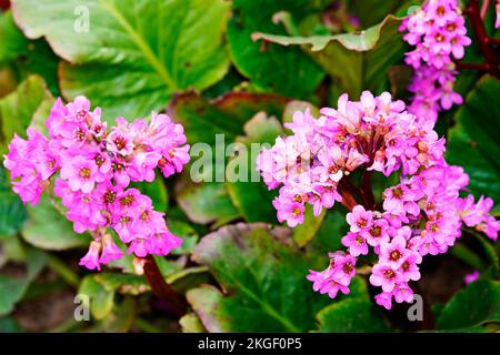 Bergenia succulent en gros plan. Plante à fleurs dans l'environnement naturel. Bergenia crassifolia. Banque D'Images