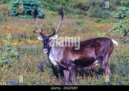 Caribou avec de gros bois dans le désert Banque D'Images