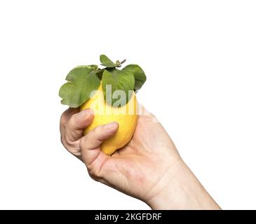 un citron tenu dans une main sur un fond transparent Banque D'Images