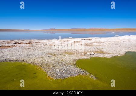 Vue panoramique de Laguna Hedionda avec un troupeau de flamants roses en arrière-plan sur l'Altiplano (hautes plaines), province de sur Lípez, Bolivie Banque D'Images