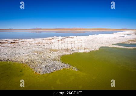 Vue panoramique de Laguna Hedionda avec un troupeau de flamants roses en arrière-plan sur l'Altiplano (hautes plaines), province de sur Lípez, Bolivie Banque D'Images