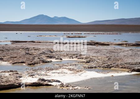 Vue panoramique de Laguna Hedionda avec un troupeau de flamants roses en arrière-plan sur l'Altiplano (hautes plaines), province de sur Lípez, Bolivie Banque D'Images