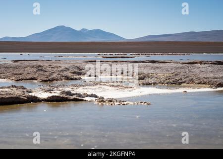 Vue panoramique de Laguna Hedionda avec un troupeau de flamants roses en arrière-plan sur l'Altiplano (hautes plaines), province de sur Lípez, Bolivie Banque D'Images