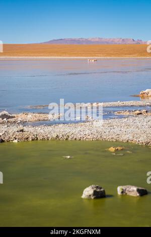 Vue panoramique de Laguna Hedionda avec un troupeau de flamants roses en arrière-plan sur l'Altiplano (hautes plaines), province de sur Lípez, Bolivie Banque D'Images