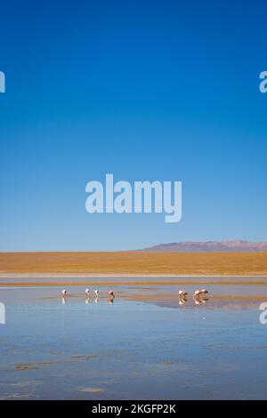 Flamangos à Laguna Hedionda sur l'Altiplano (hautes plaines), province de sur Lípez, Bolivie Banque D'Images