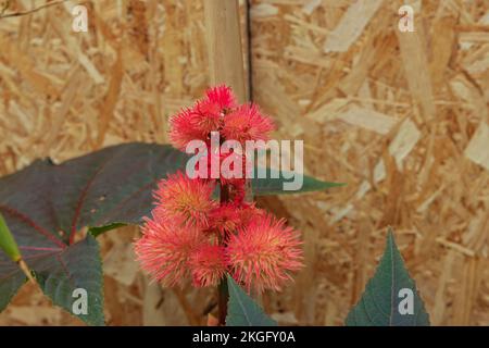 Plante d'huile de ricin avec fleur femelle pendant d'un arbre. Mise au point sélective sur la fleur. Banque D'Images