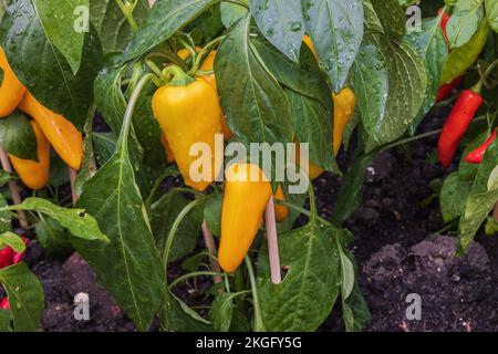 Plante avec des piments jaunes suspendus sur un arbre. Accent sélectif sur les poivrons jaunes. Banque D'Images