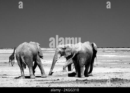 Trois éléphants d'Afrique de Bull se trouvent près d'un petit trou d'eau, tandis qu'une girafe solitaire regarde en arrière-plan Banque D'Images