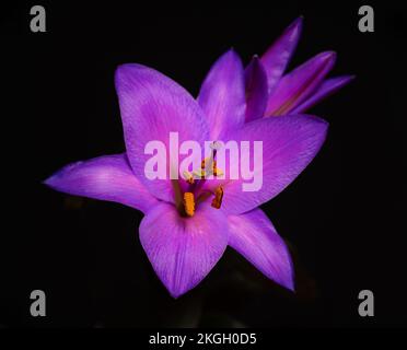 Fleurs de nénuphars pourpres et roses sur fond noir. Gros plan. Banque D'Images