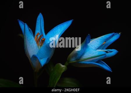 Fleurs de nénuphars bleu et turquoise sur fond noir. Gros plan. Banque D'Images