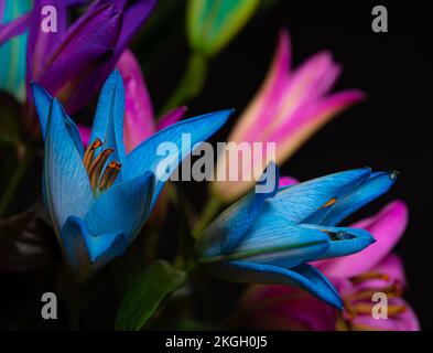 fleurs de nénuphars roses, violettes, bleues et turquoise sur fond noir. Gros plan. Bouquet de lys. Banque D'Images