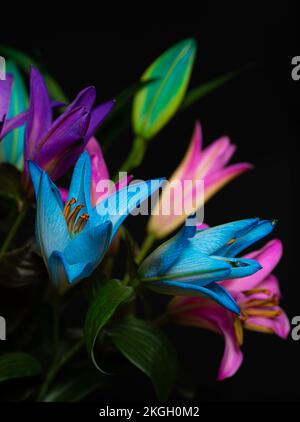 fleurs de nénuphars roses, violettes, bleues et turquoise sur fond noir. Gros plan. Bouquet de lys. Banque D'Images
