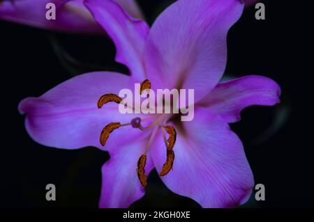 Fleurs de nénuphars pourpres et roses sur fond noir. Gros plan. Banque D'Images