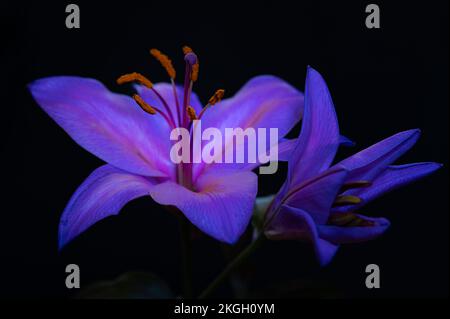 Fleurs de nénuphars pourpres et roses sur fond noir. Gros plan. Banque D'Images