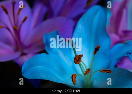 Fleurs de nénuphars turquoise et violet sur fond noir. Gros plan. Banque D'Images