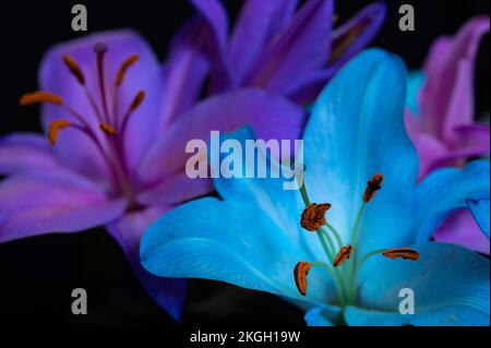 Fleurs de nénuphars turquoise et violet sur fond noir. Gros plan. Banque D'Images