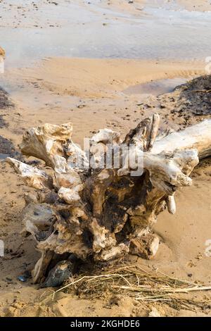 Boule de racine d'arbre mort lavé sur la plage de Covehithe Suffolk 2022 Banque D'Images