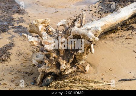 Boule de racine d'arbre mort lavé sur la plage de Covehithe Suffolk 2022 Banque D'Images