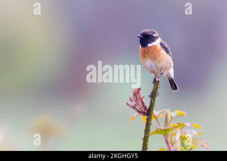 Mâle Stonechat [ Saxicola rubicola ] perché sur la tige de BlackBerry Banque D'Images