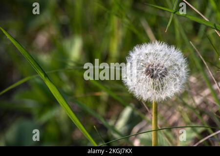 pissenlit fleur sur un pré Banque D'Images