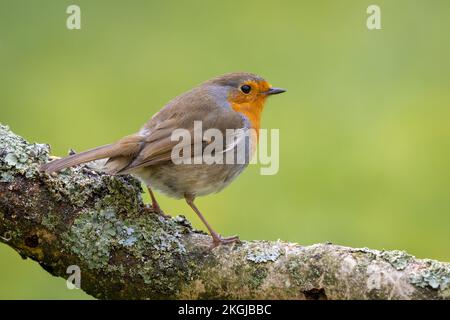 Robin européen [ erithacus rubecula ] perchée sur branche couverte de lichen avec fond vert propre et hors foyer Banque D'Images