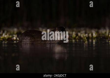 Pêche à la loutre dans l'eau la nuit Banque D'Images